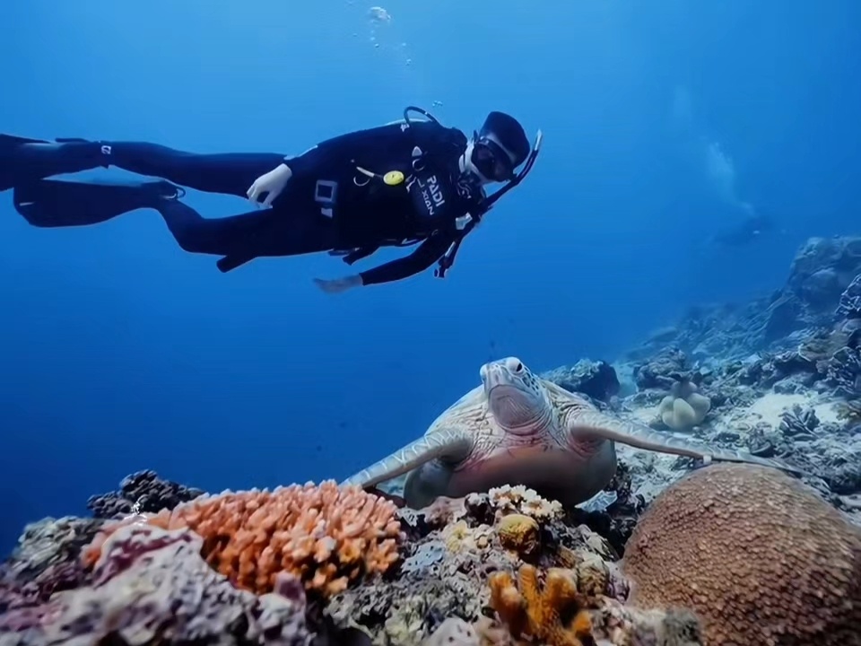 李现和小海龟互动上了李现记录小海龟放生李现去与世隔绝的小岛印尼马拉图潜水🤿小海