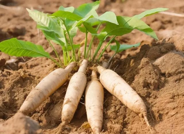 世界上“毒性最大”的农作物，美国人不敢吃，却在我国备受欢迎

早上在早餐摊买块木