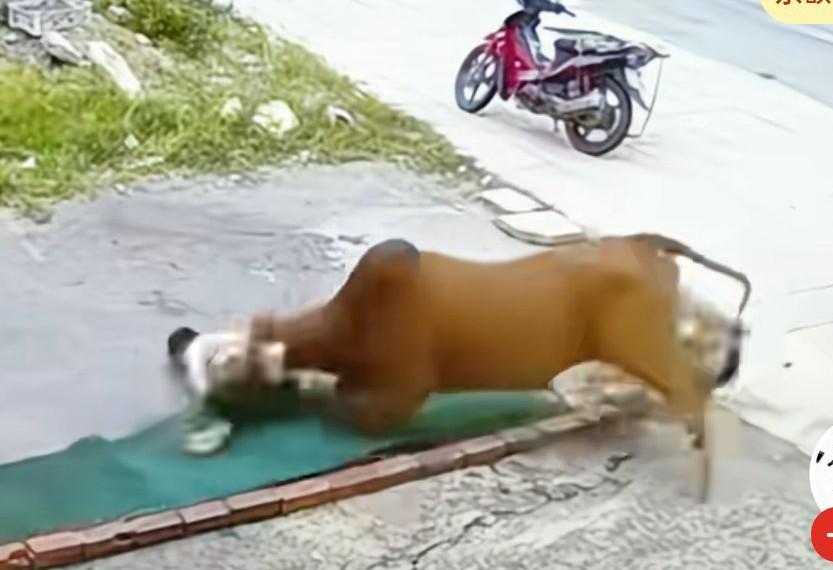 男子放牛出门时突然被攻击，瞬间被顶飞，
没等男子爬起来，
牛又发动第二波攻击，