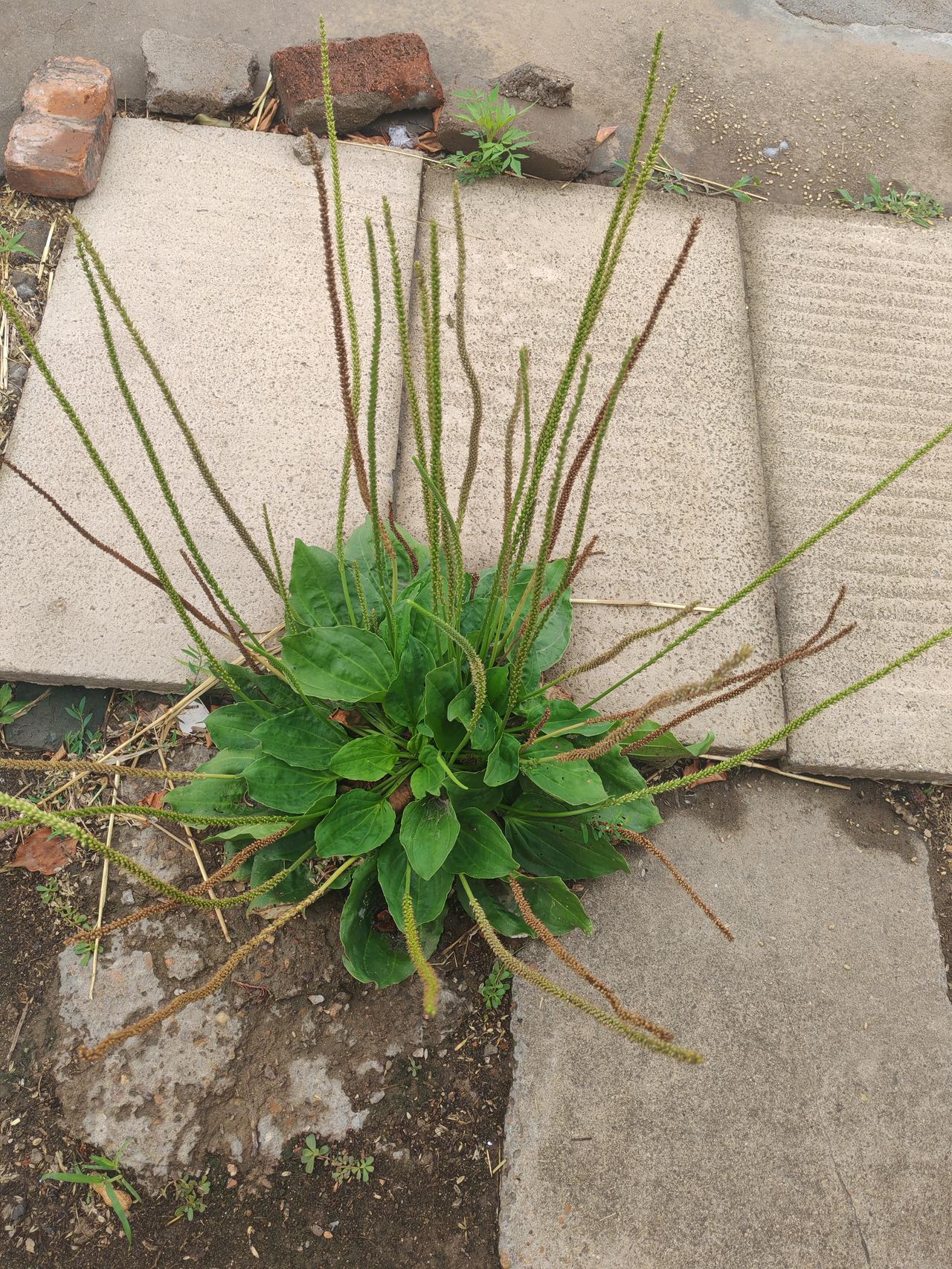 好大一棵草[笑哭]