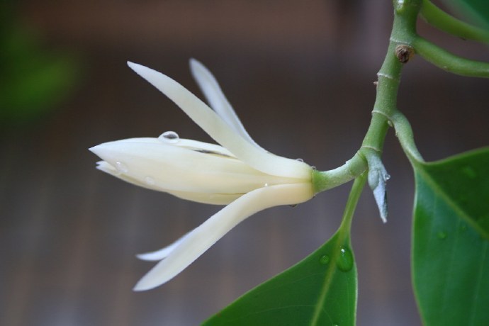 夏日三白：栀子、茉莉、白兰 