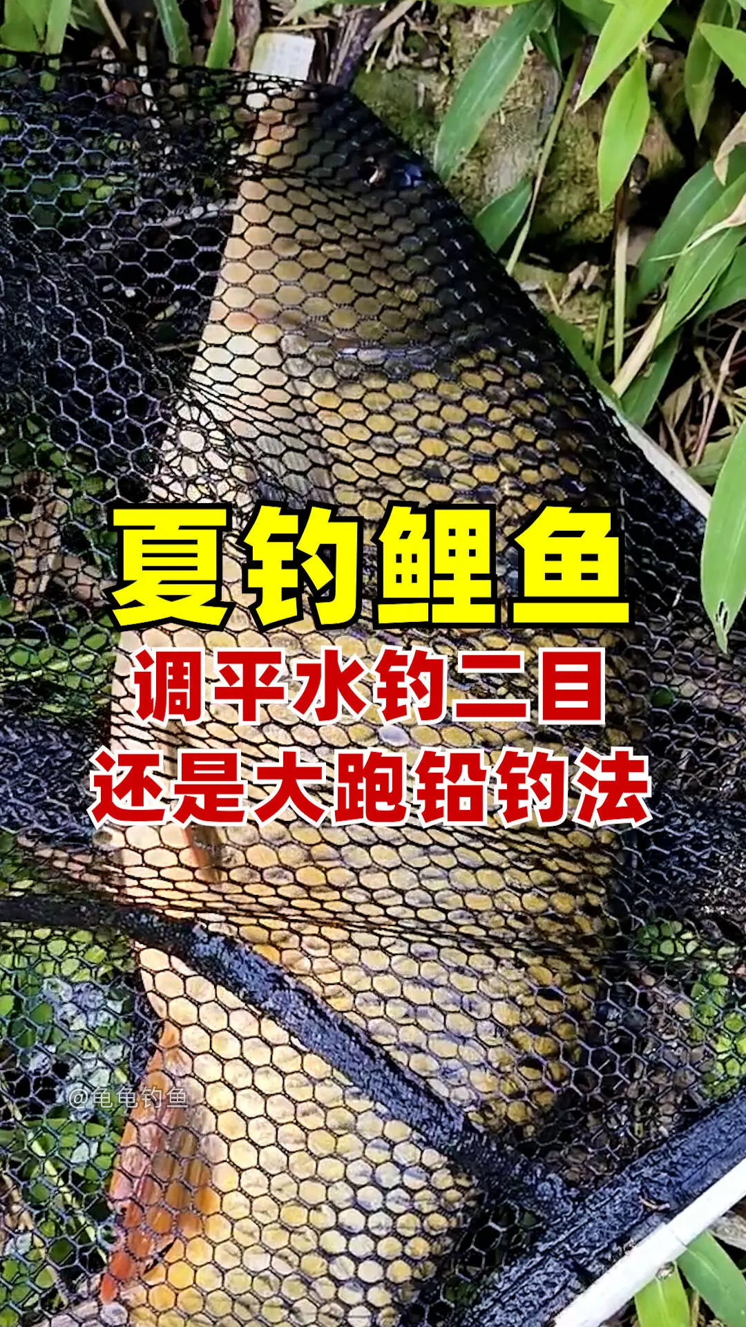 夏天守钓大鲤鱼，调平水钓二目，12号伊势尼鱼钩挂老坛甜薯玉米粒，单钩通...
