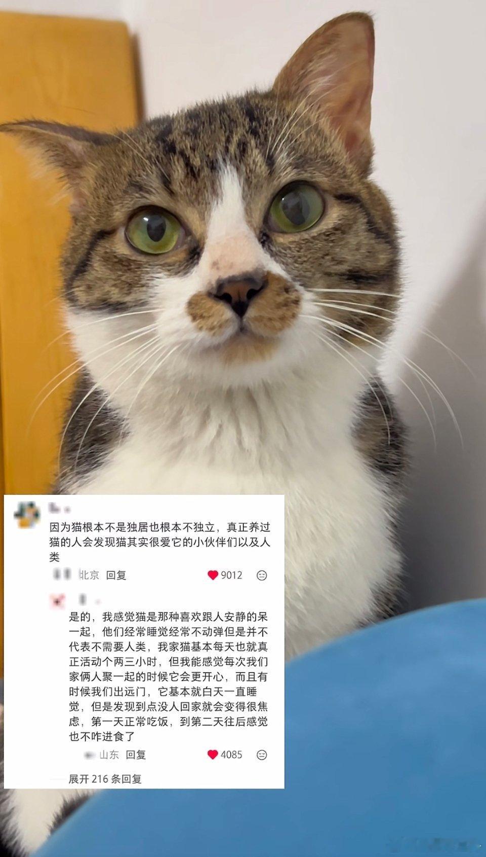 老家附近去年八月底发现了一只美短小猫，脖子上还套着绳，邻居家爷爷给它把绳子剪断了