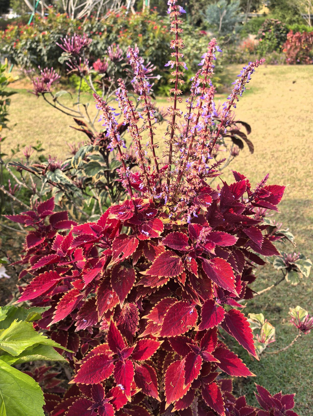 都说五彩苏叶比花艳？不一定哦，在微距镜头下看它细小的花朵，色彩鲜艳，楚楚动人，展