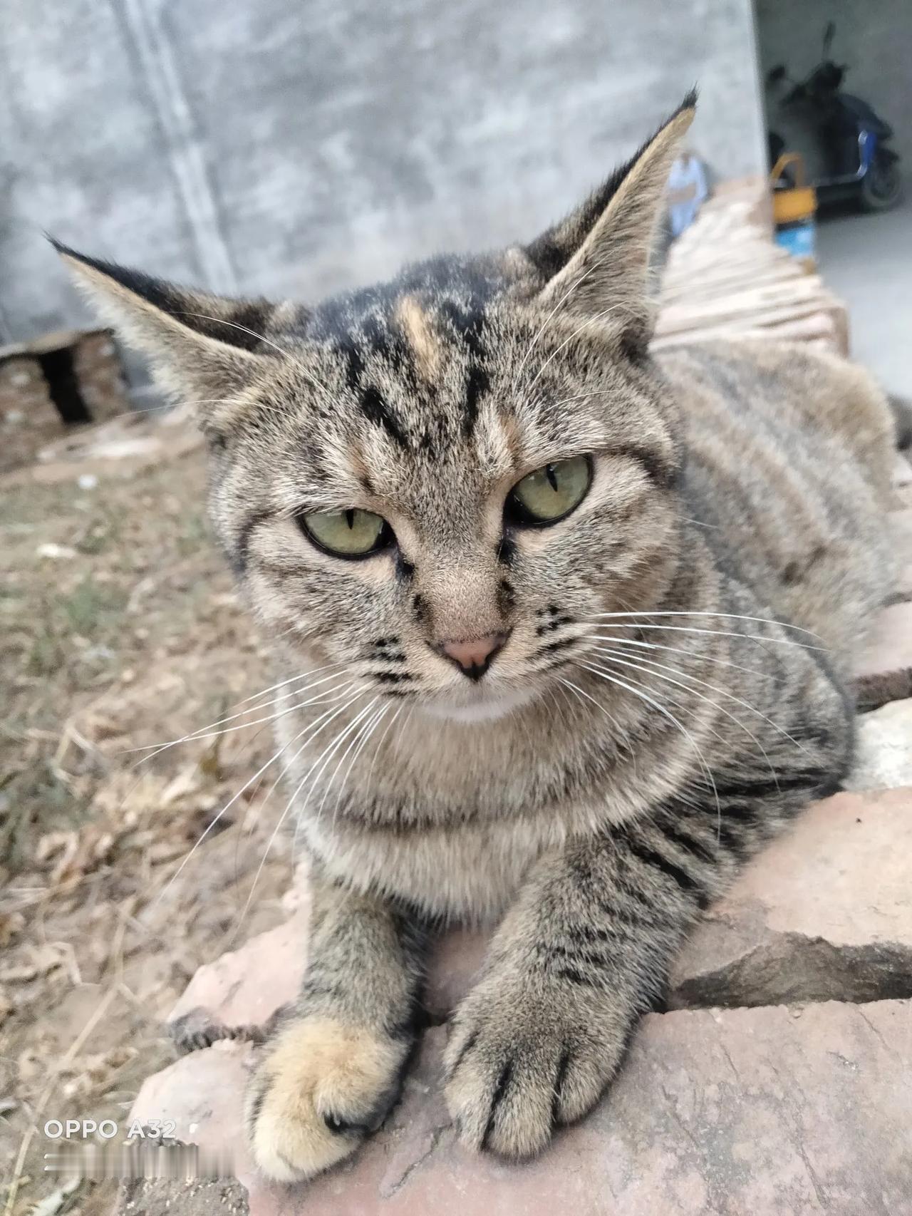 猫卧砖墙静，悠然自足闲。#猫也向往自由#
