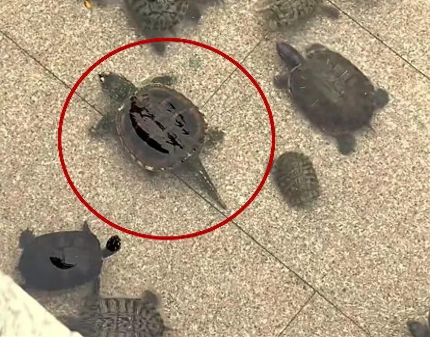 “这是放生还是杀生？”广东深圳，有网友发视频爆料凤凰山森林公园的乌龟池里，惊现1