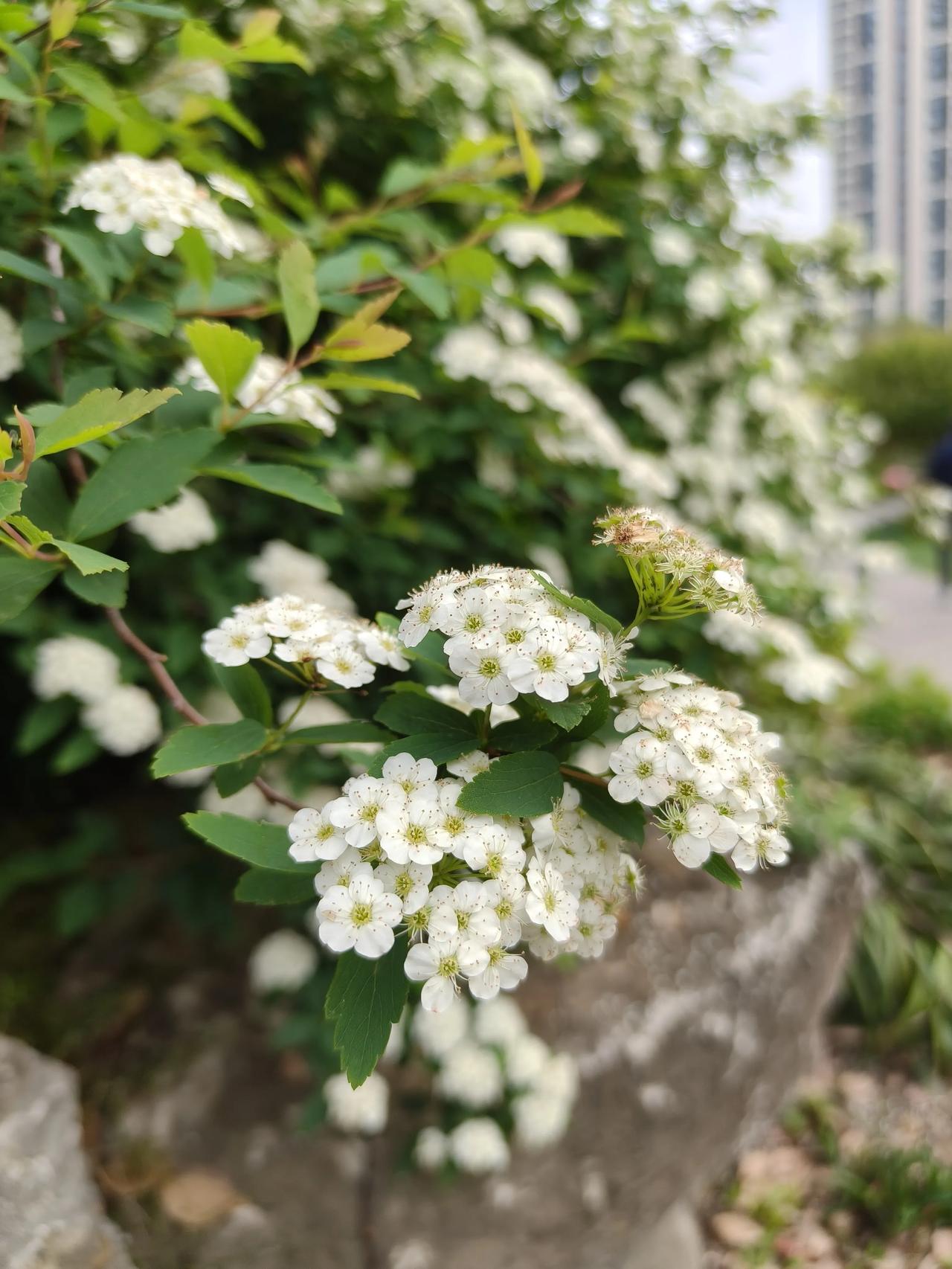 花草🌿日记…🌸🌸🌸🌸
春日花草合集

绣球菊，芍药花，鸢尾花等…