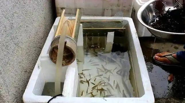 为什么破泡沫箱养鱼基本不会死？你肯定见过楼下大爷用捡来的破泡沫箱养鱼，水浑得发绿
