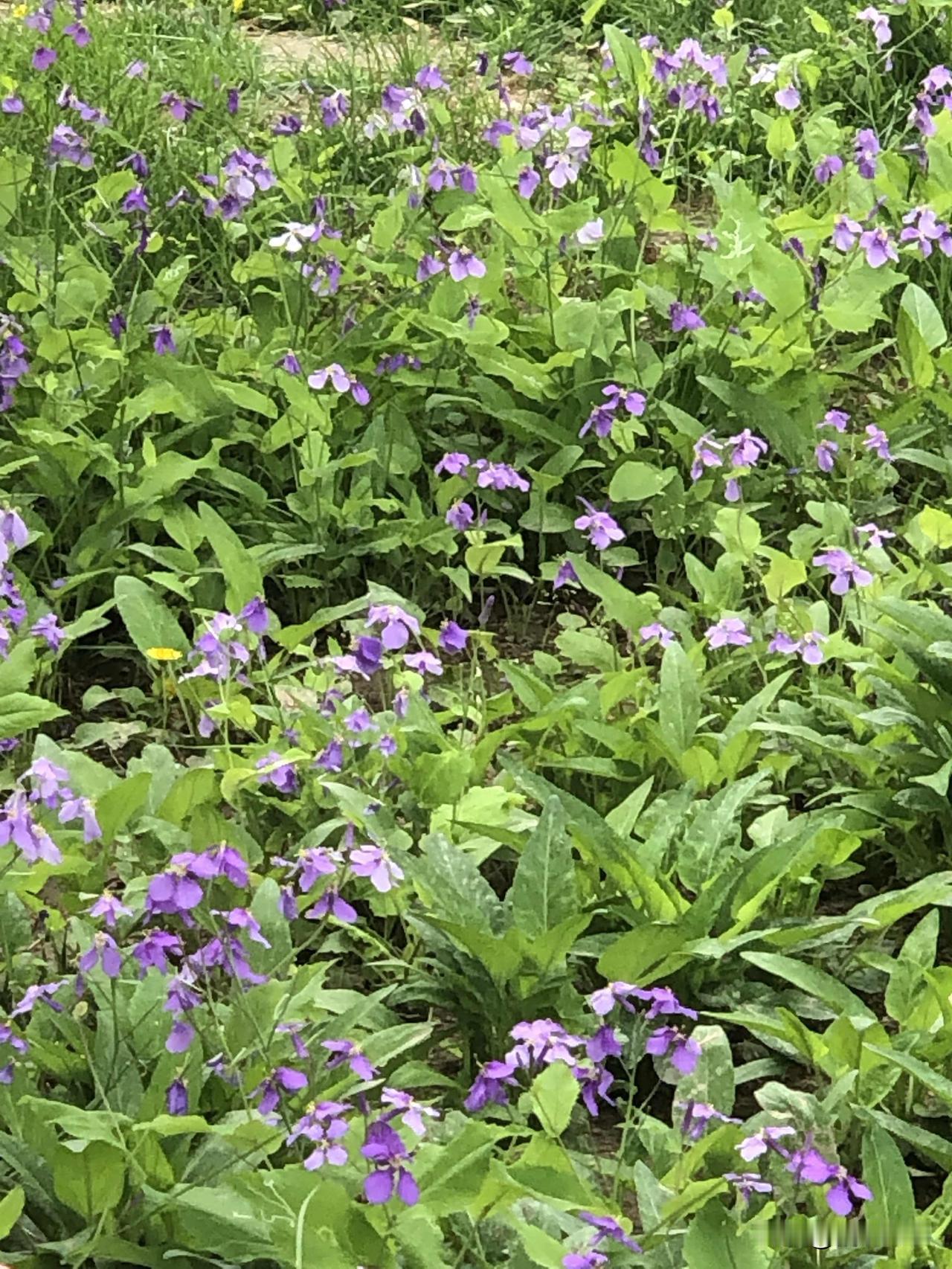 春天繁华盛开，坐标银川鼓楼林园
春日兴庆宫 宁夏银川公园 银川赏花好去处 银川市