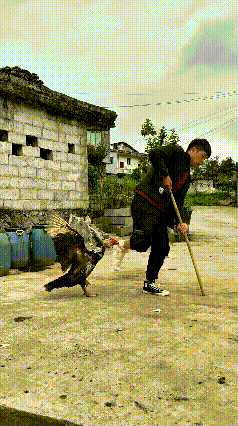 瞅瞅这帅哥，脚刚包了纱布，一瘸一拐挪步呢，偏有只鸭子跟个讨债鬼似的，瞅准机会扑上
