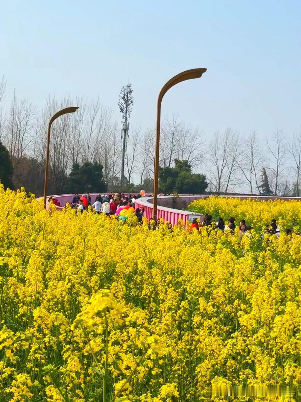 成都也太暖心了吧！为了让市民朋友能更方便地享受成都的春日美景，特地开通了6条春游