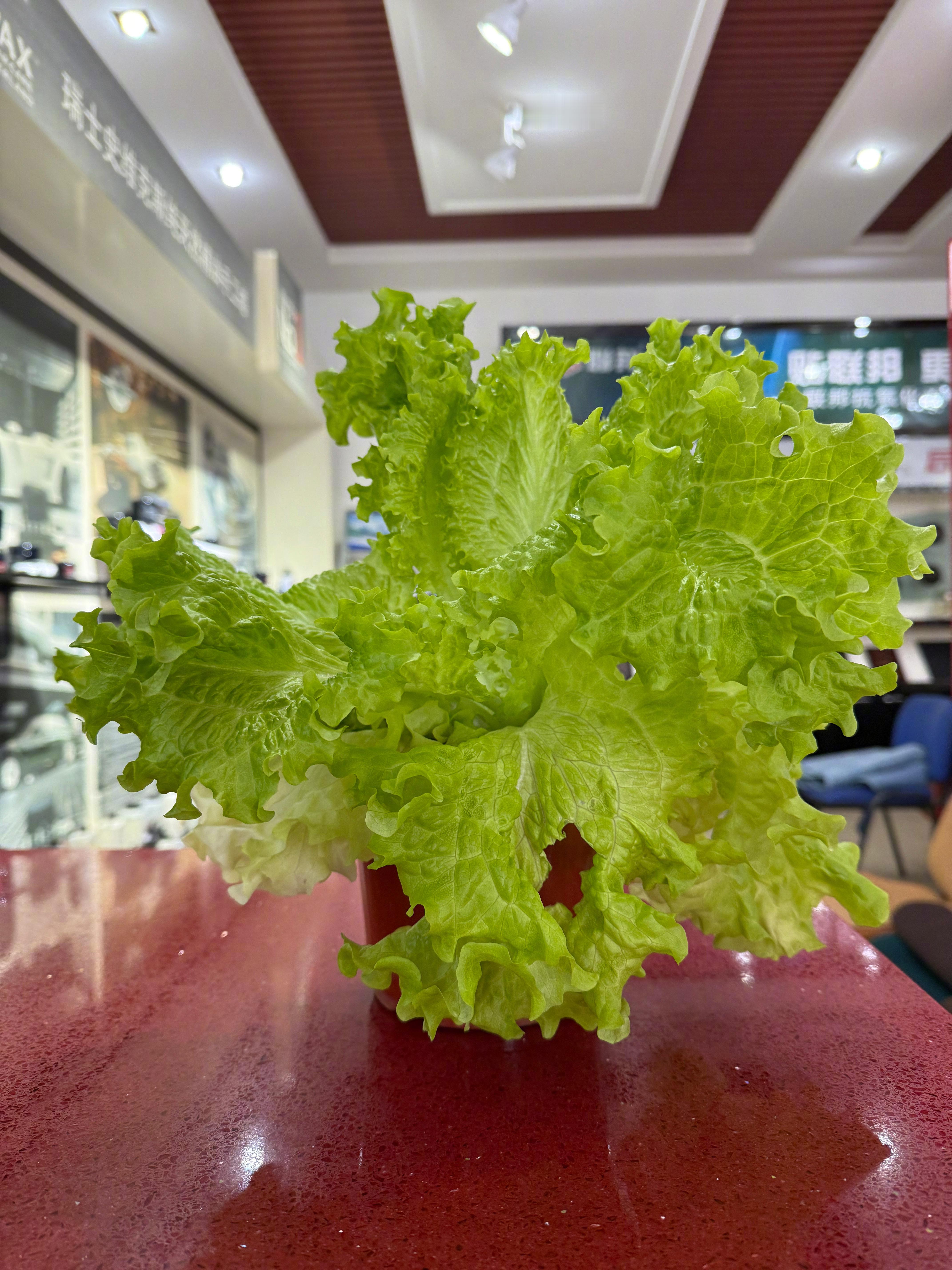 东北冬天是真没啥植物啊，你看生菜都种上当室内景观了。[二哈] 