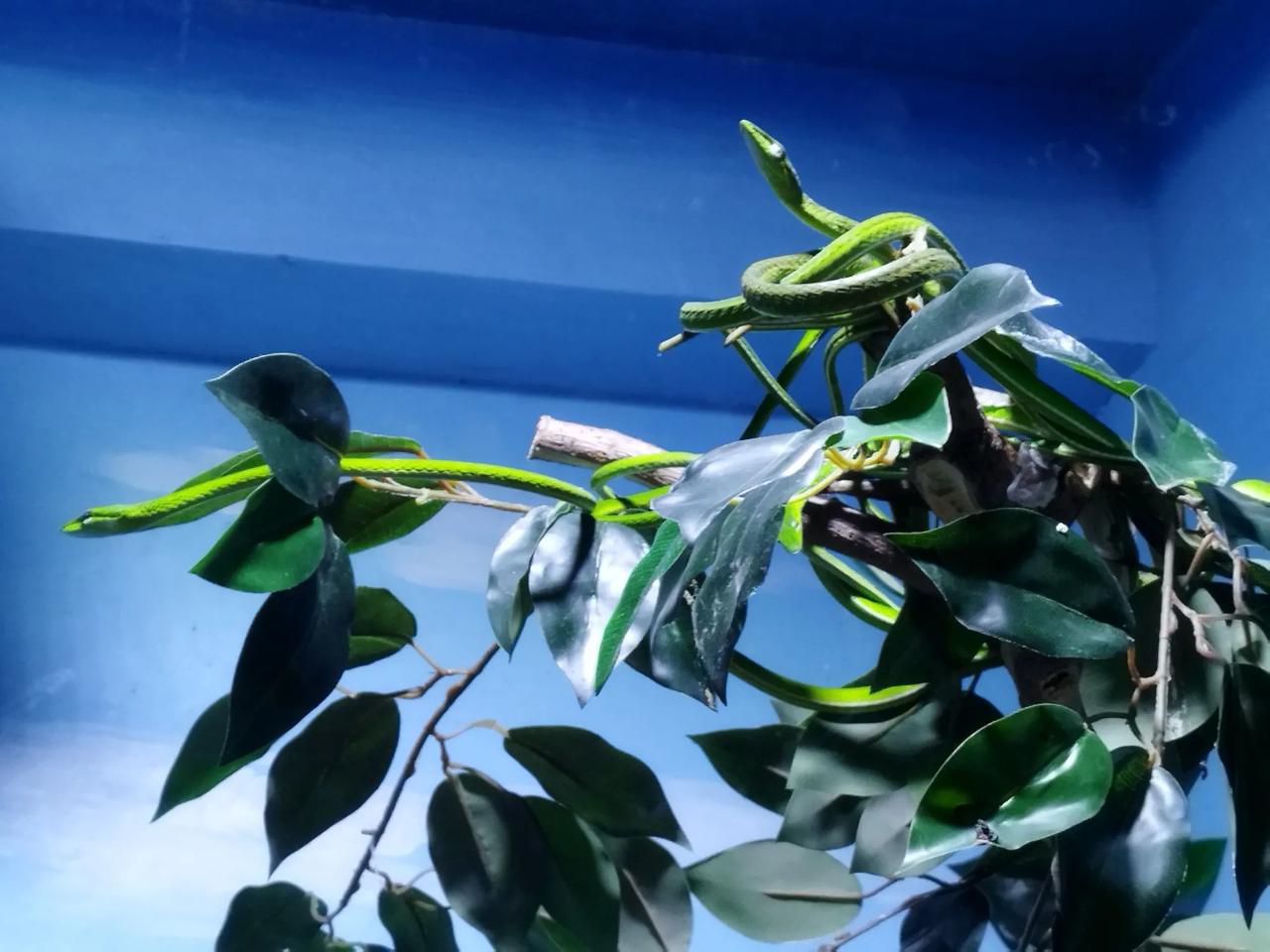 你到动物园最喜欢看什么?动物园爬行馆里面这个蛇隐藏天衣无缝根本看不出来