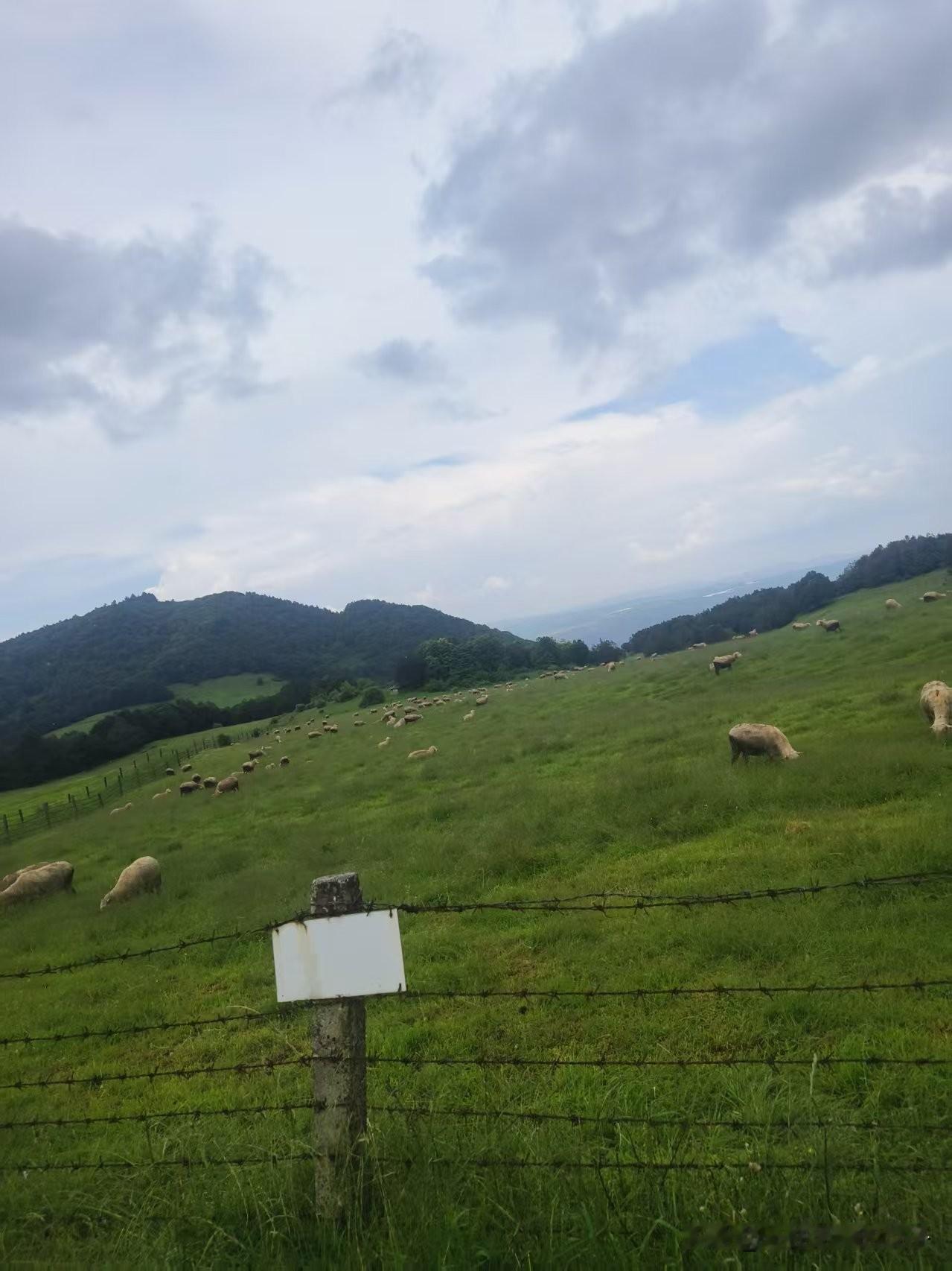 打卡云南小阿勒泰--云上羊驼牧场

独处这事，你介意了，它就是孤独，你享受了，它