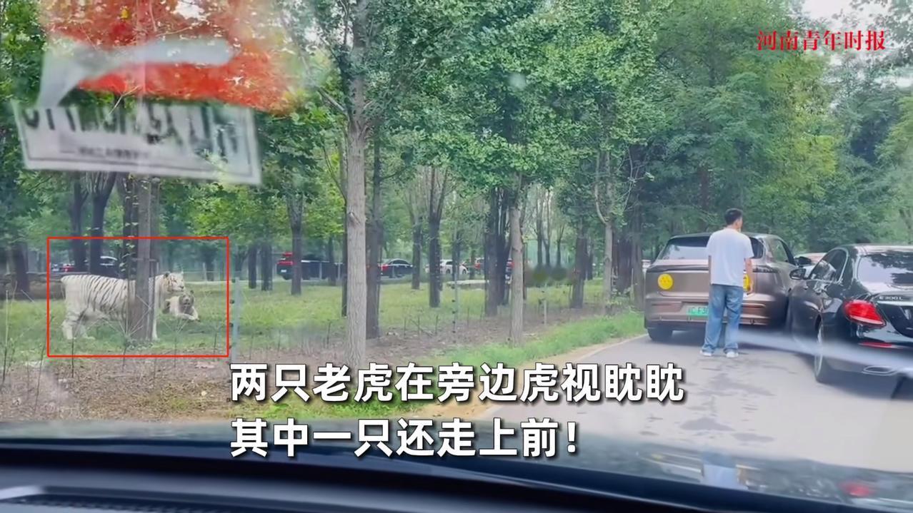 “离了个大谱！”8月31日，河北秦皇岛，两辆私家车在动物园里观看老虎时，意外发生