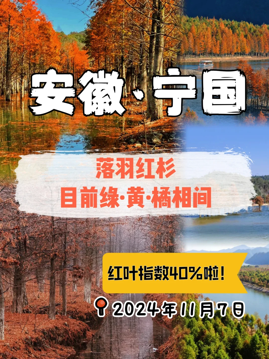 宁国落羽红杉林‼️红叶指数40%啦！