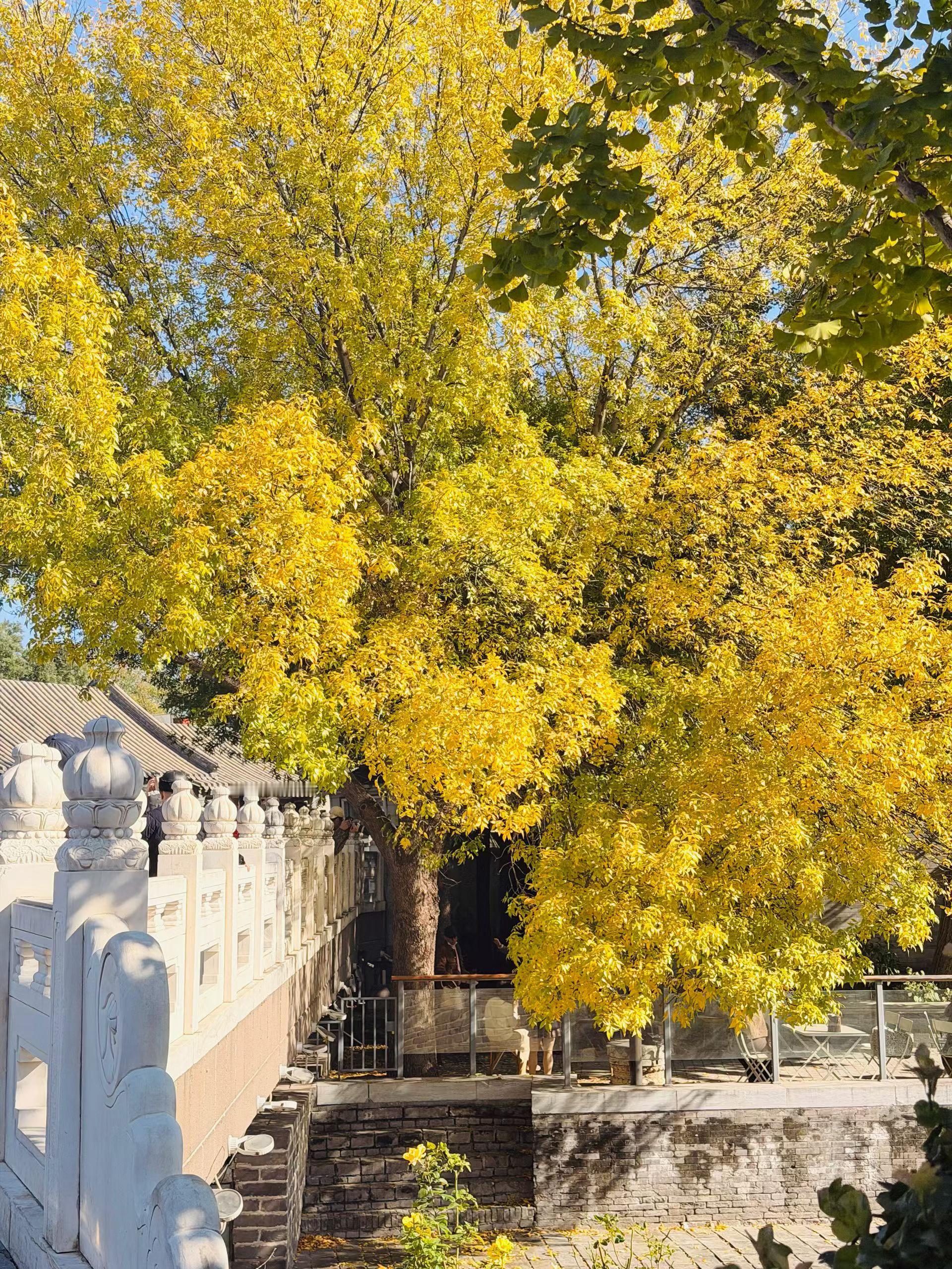 早安，北京冻人美丽的秋天🍁 ​​​