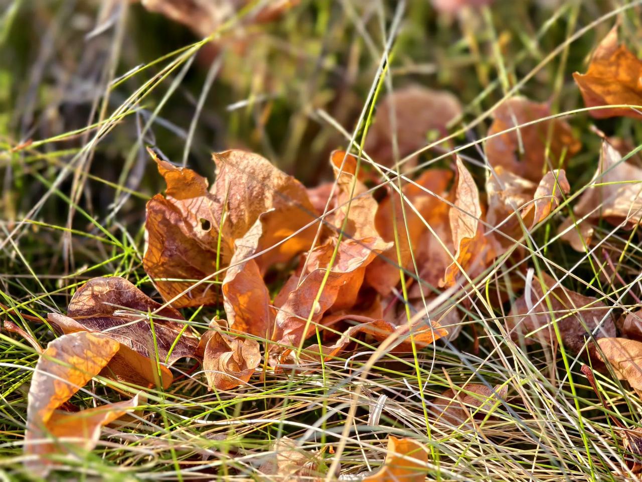 #分享一张秋景的树叶的照片？#
