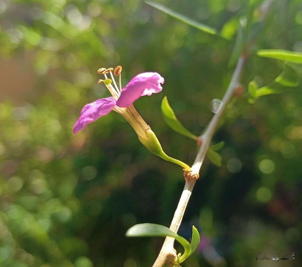 邀您一起欣赏枸杞花～～
原来，枸杞的小花也这样的好看，今天看到枸杞开花了，拍下来