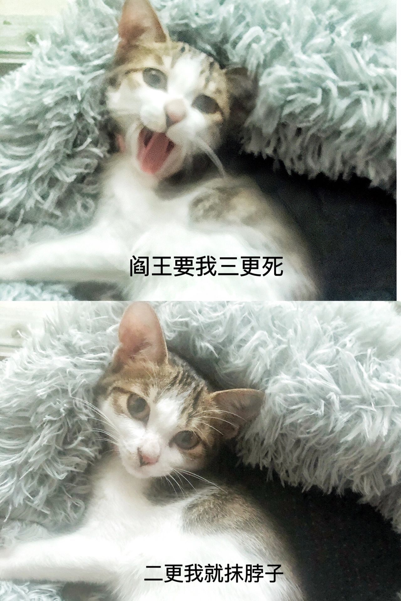 自从我学会了发疯文学，再也没发疯了#当代年轻人的精神状态# ​​​