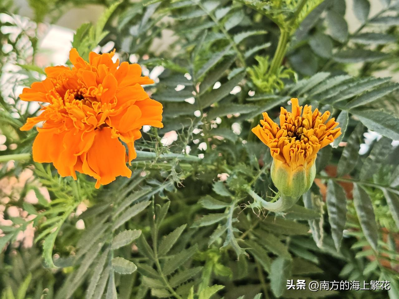 作为婆婆的你，你会不会给儿媳妇钱花？你会不会尽力的帮衬儿媳妇？
阿花的婆婆是一个