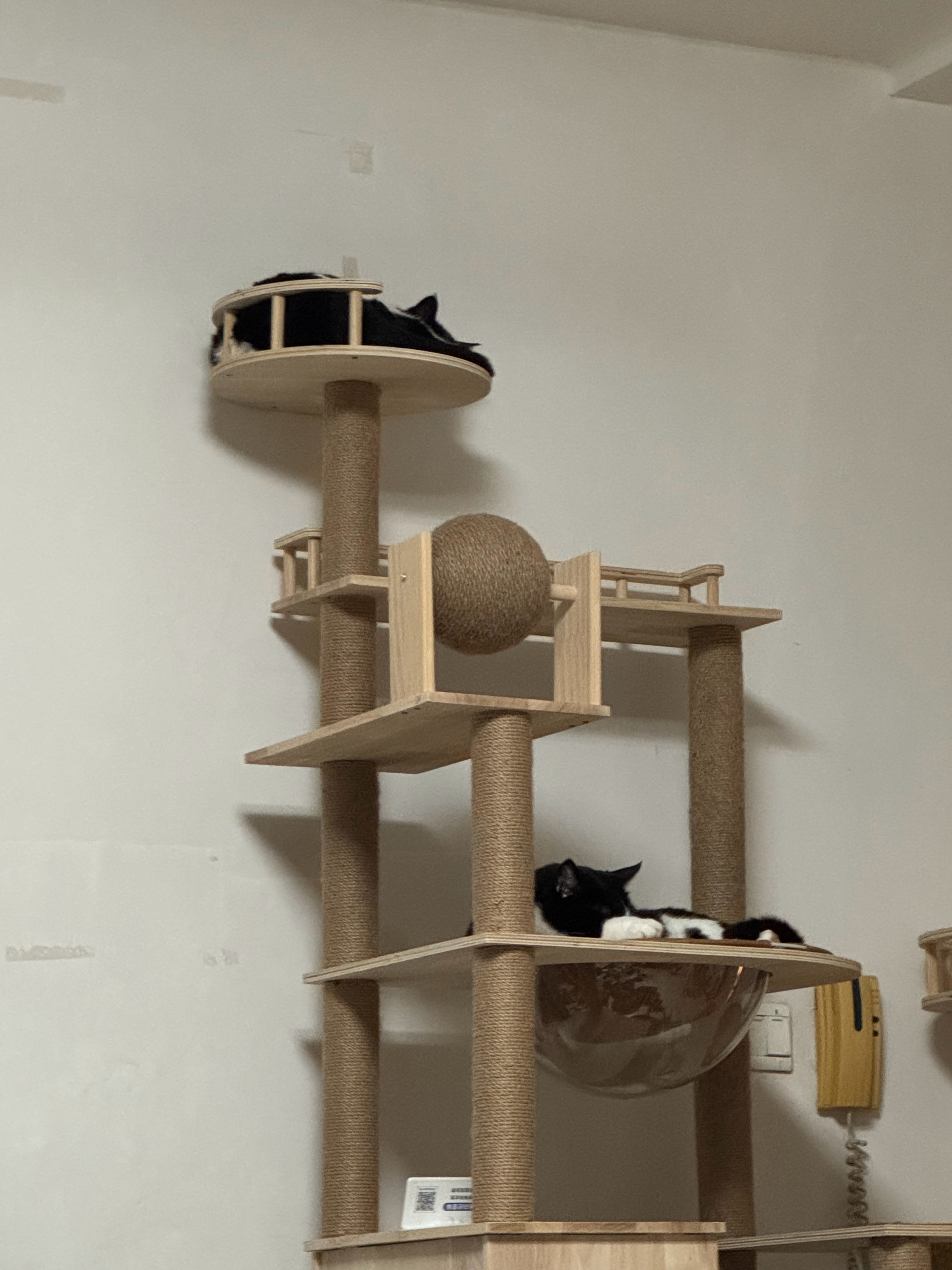 这个实木猫爬架买得太值了 