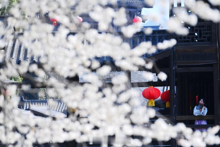 #重庆酉阳樱花映古城#近日，在重庆市酉阳土家族苗族自治县酉州古城樱花盛开，古城、