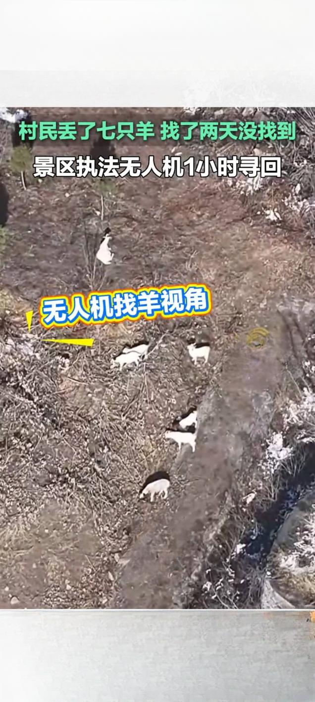 🐑 两昼夜遍寻无果，🚁 一小时内科技显威

无人机一小时寻回走失羊群，科技赋