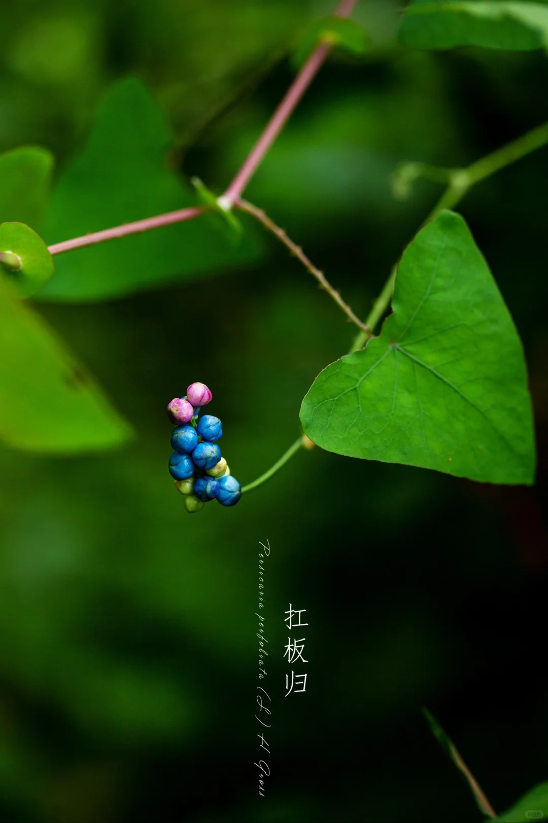 扛板归