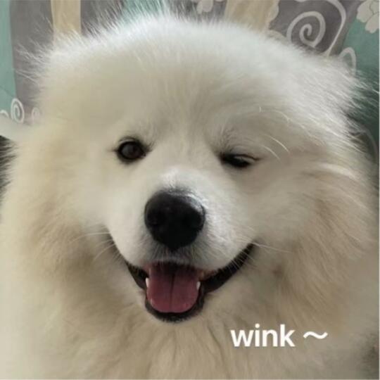 姨姨们，我好像有点会变脸