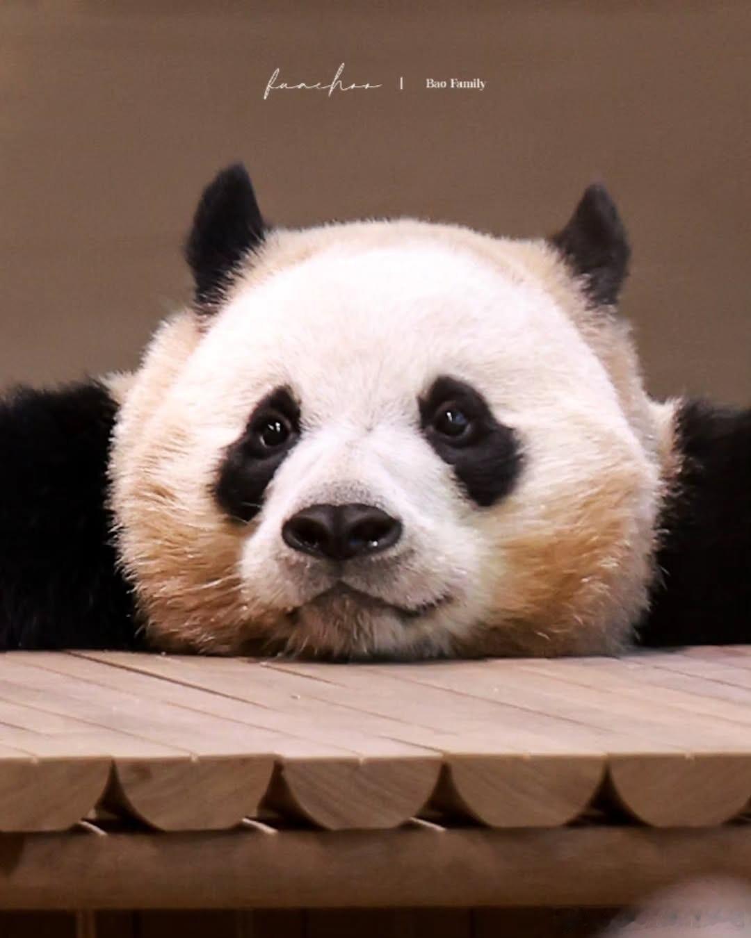 辉宝超长臂展！超猛 