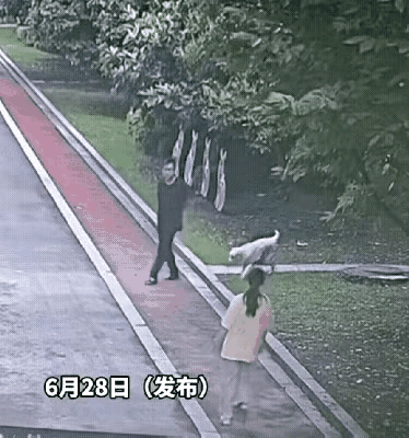 没养过狗，实在是看不懂，这个狗狗是在和人玩耍，还是在扑咬这个女孩。不管怎样，我觉