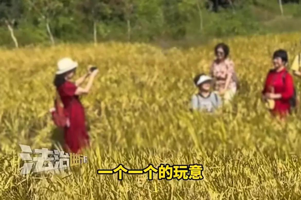 几位大妈为了拍照漂亮竟然来到稻田里拍照。被一位大爷路遇怒斥，把好地方都给破坏了 