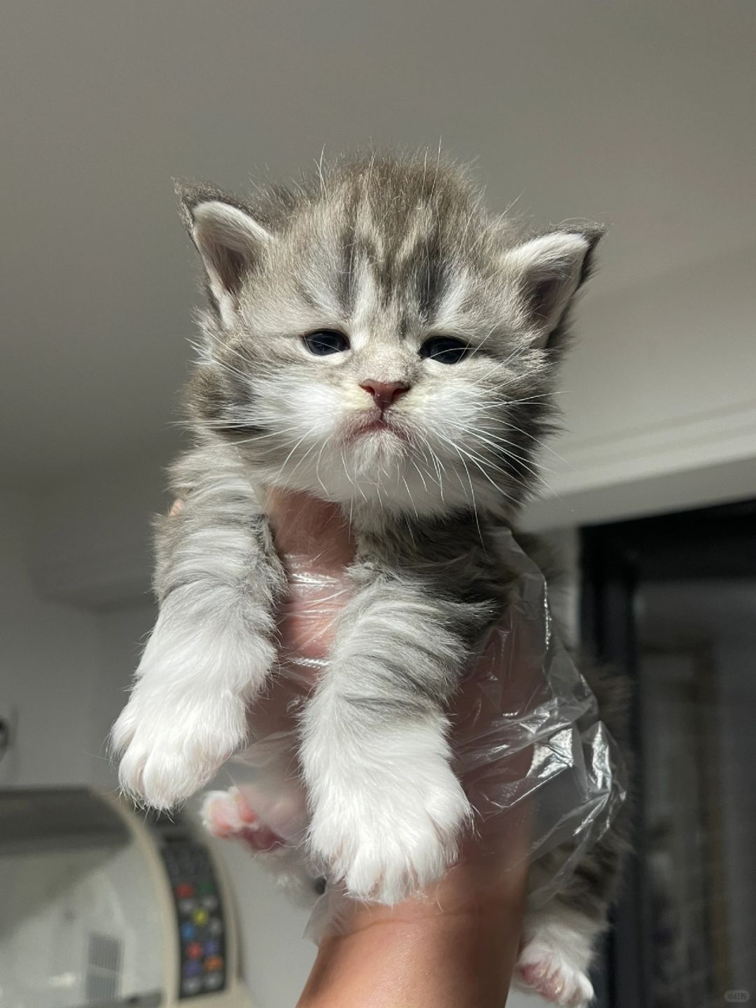 缅因｜你现在很生气吗