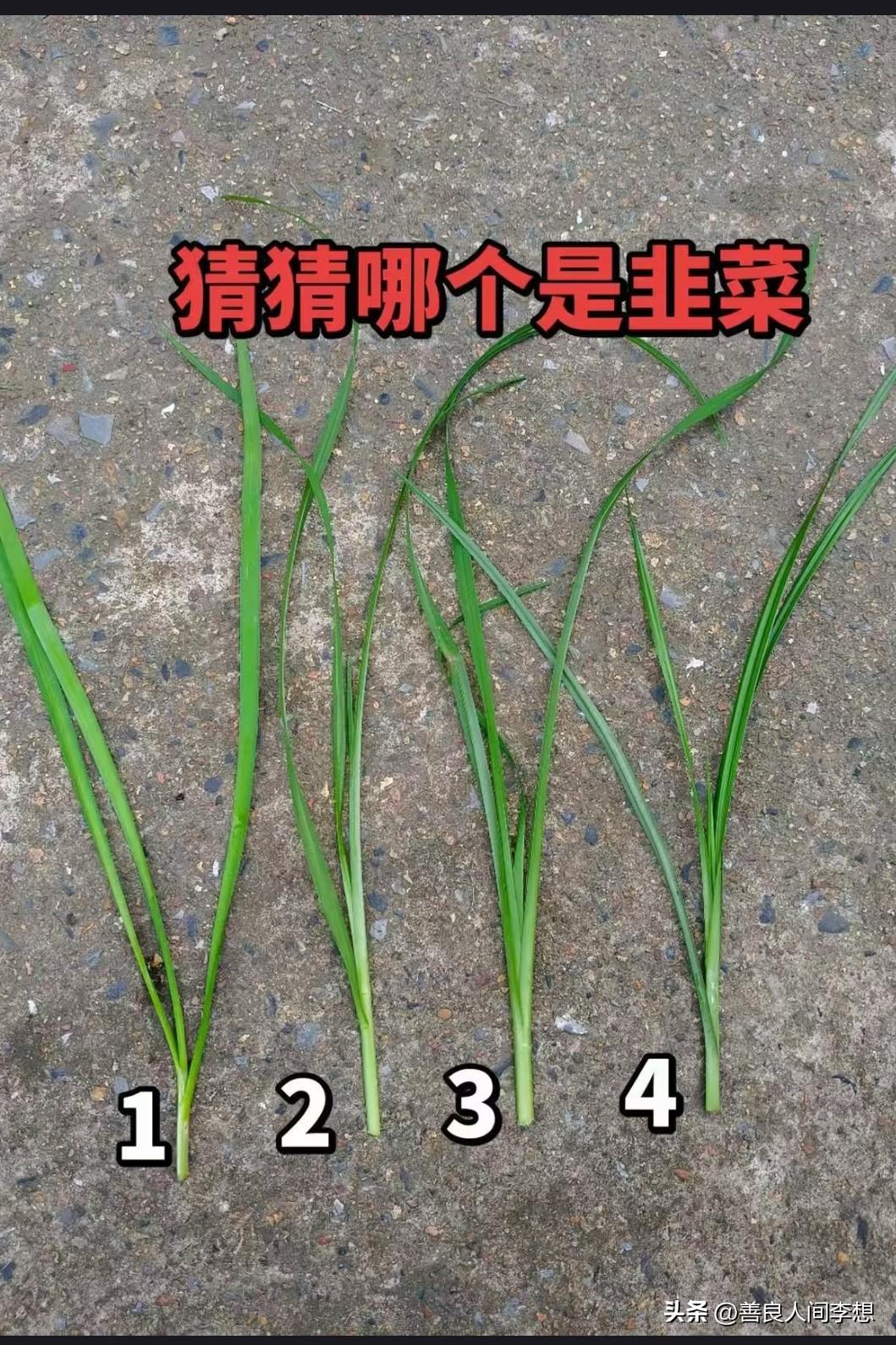 韭菜大家都吃过吧？猜一猜哪根是韭菜？

看着这四个像韭菜一样的草，不仔细看好像都
