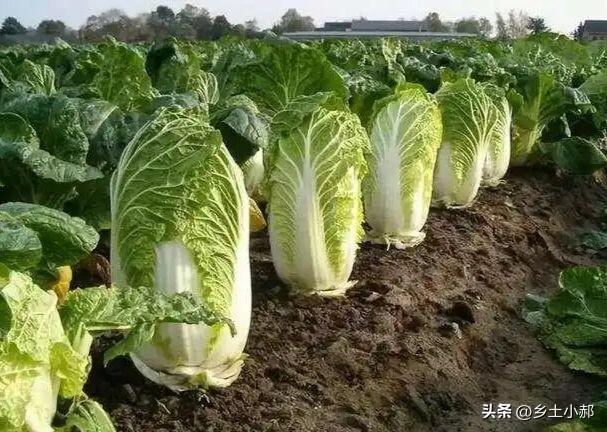 今年立秋后几天才是种大白菜的“黄金窗口”，老菜农的秘诀全在这
 
老话讲“早立秋