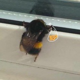 蜜露说说社会