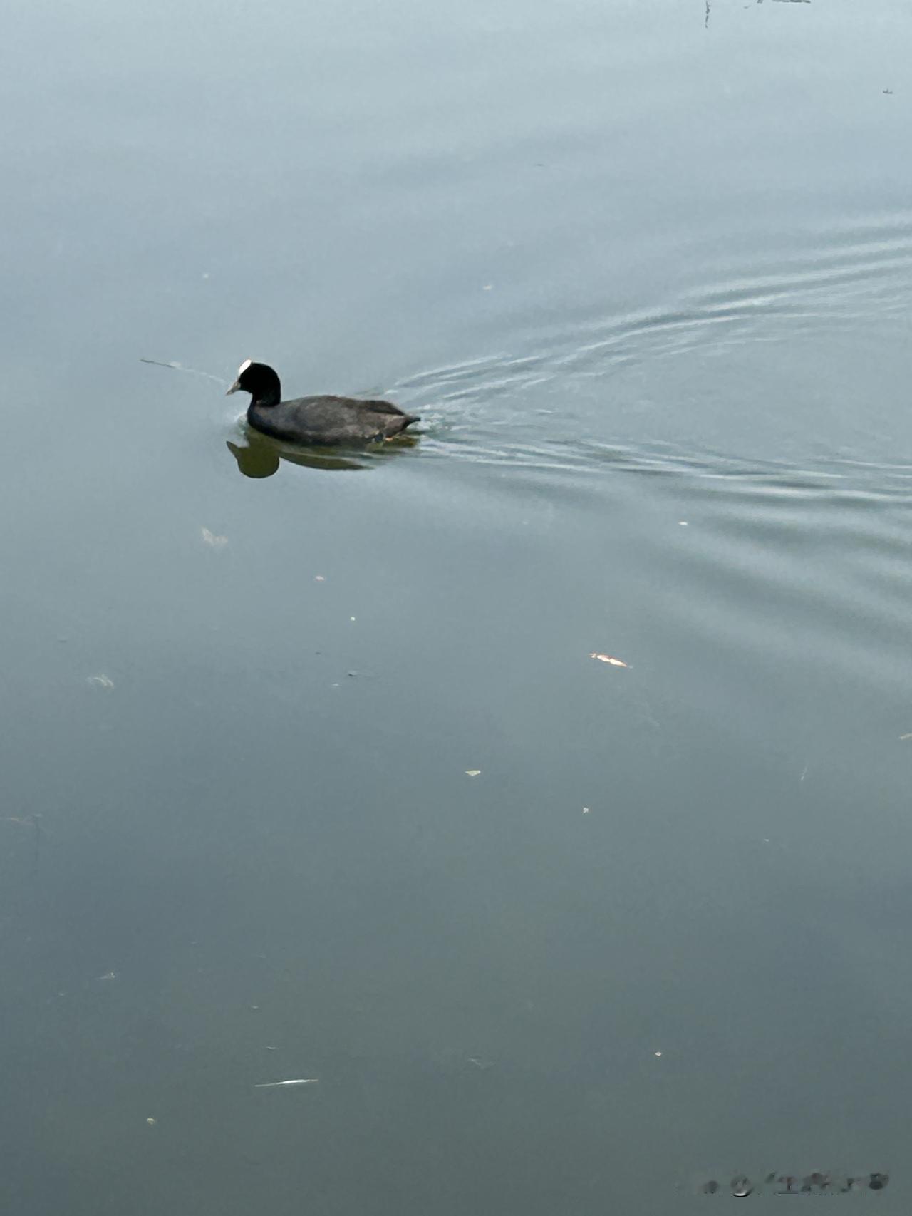 圆明园里的水鸟，你们知道它的名字吗？

它叫：白骨顶鸡

在圆明园偶遇“白骨顶鸡