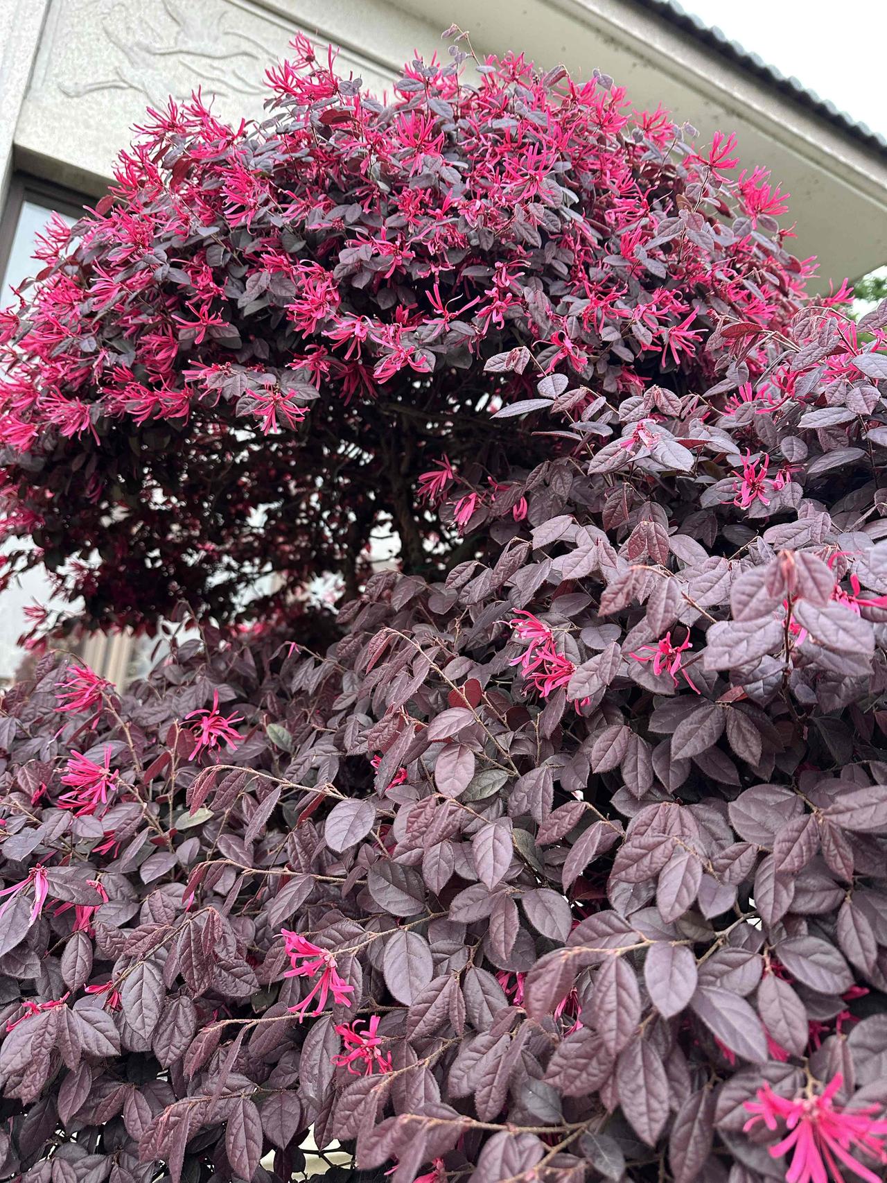 家门口的红花檵木桩，终于种上了，花开得好惊艳！

我家房子盖好都快十年了，当初设