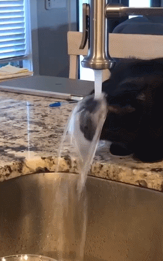 感觉有点不太聪明的样子……