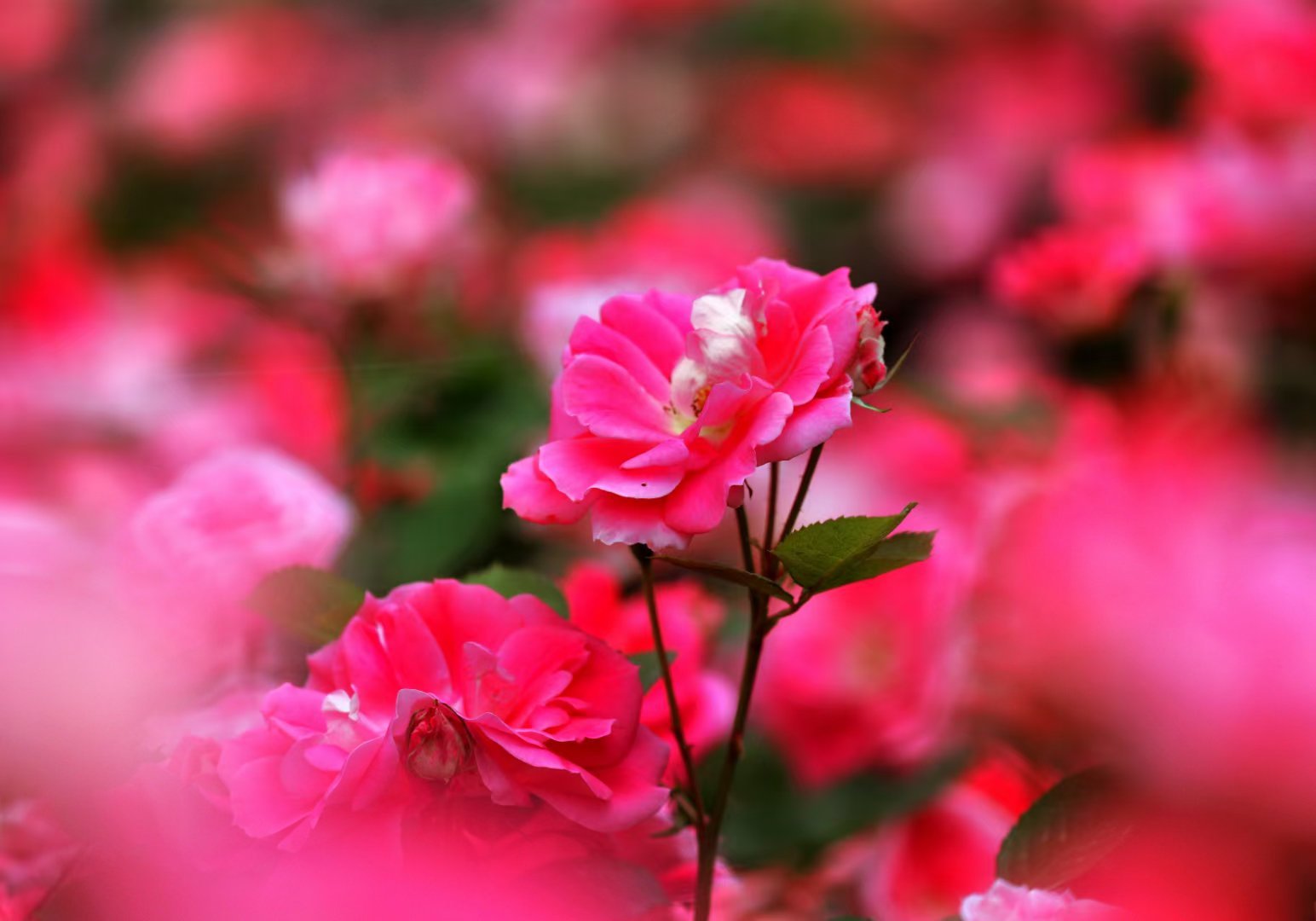 #旅行[超话]#苏坊镇寨子村百棵月季花迎来盛开季，打卡拍照好去处📸📸📸#遇
