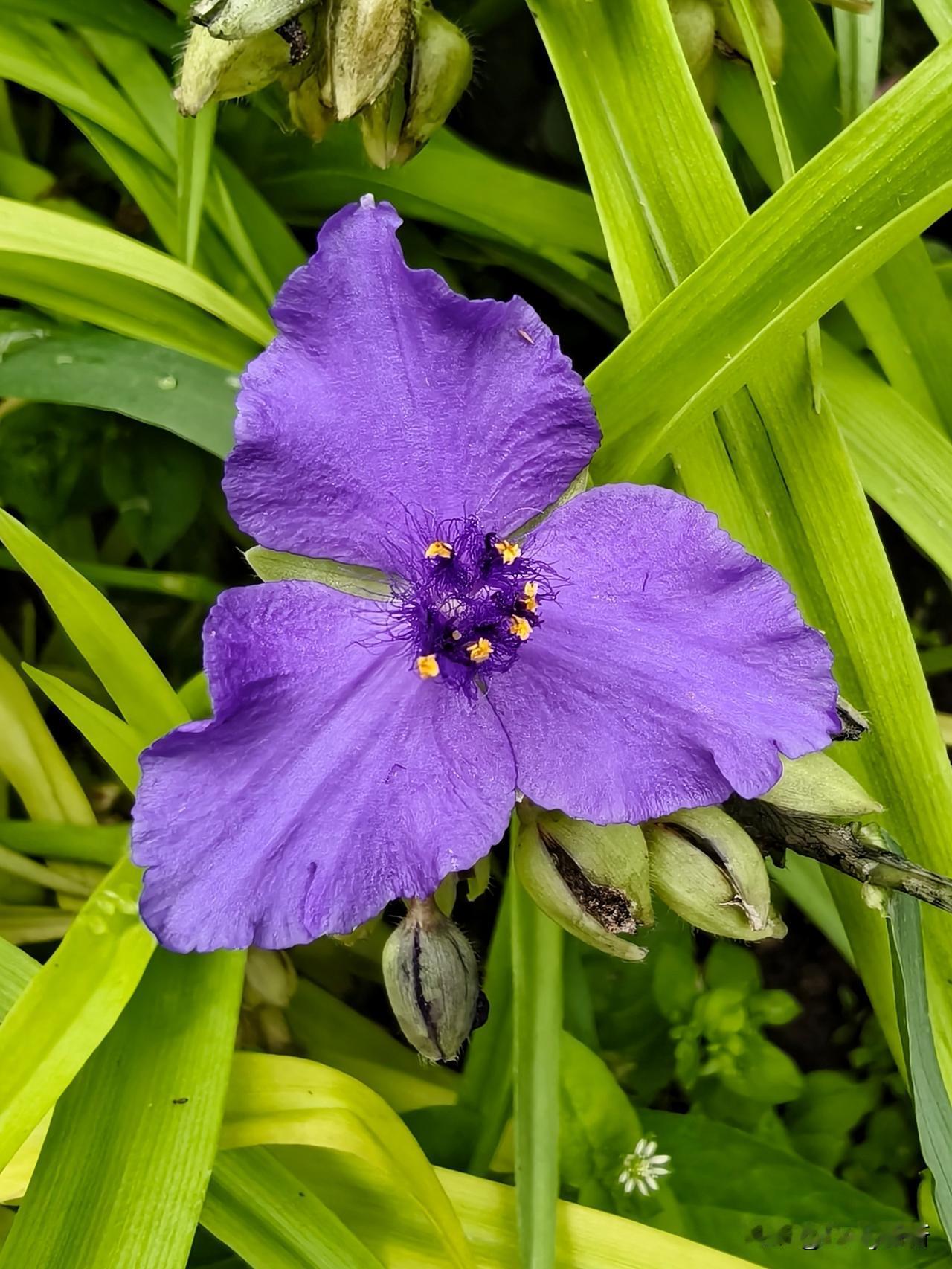 无毛紫露草
晨露沾枝，紫花嫣然。无毛紫露草，是大地上低调的美好。
它没有夺目的容