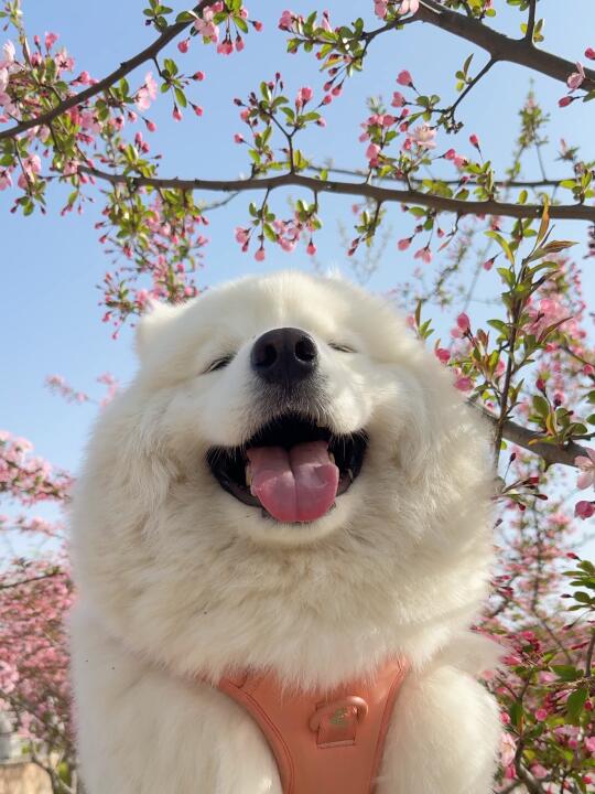 樱花树下 站谁都美！
