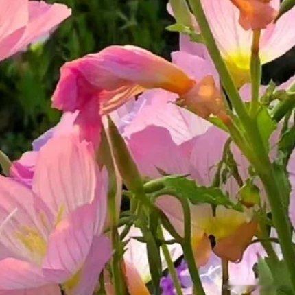 每日识花 月见草【中文名】美丽月见草【拉丁学名】 Oenothera speci