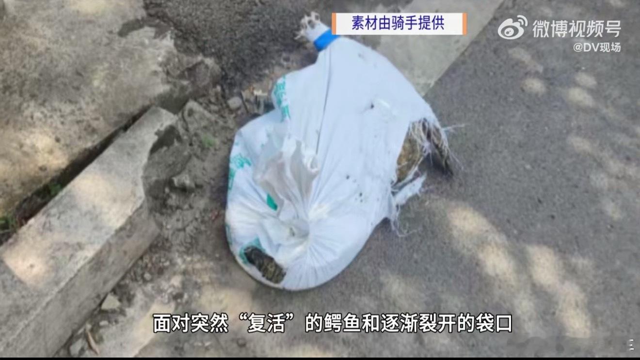 骑手称配送死鳄鱼结果半路活了这也太吓人了吧[傻眼]别说骑手小哥了，就是从旁边路过