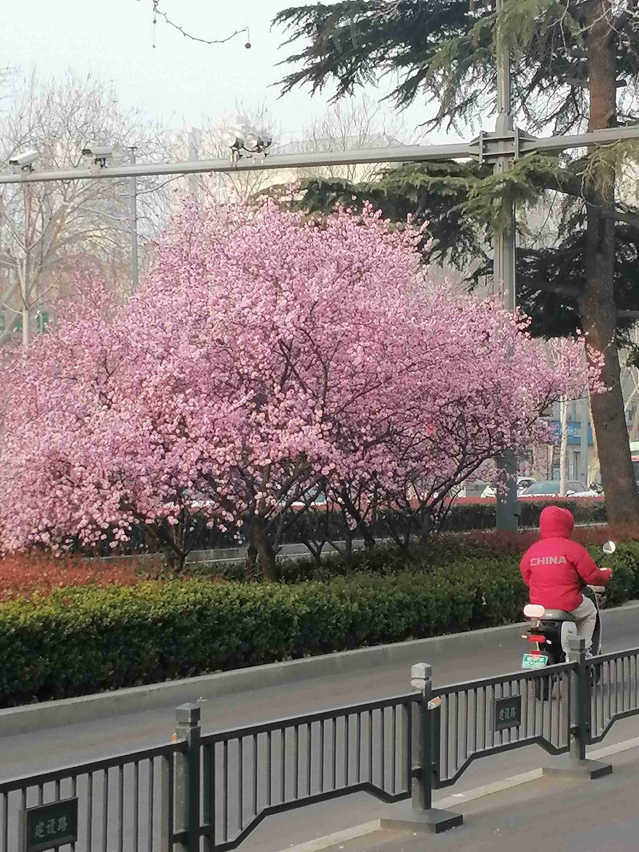 马路边的桃花绽放，看看那个骑电动车的人，还穿着棉袄，这就叫乍暖还寒吧？我的今日状
