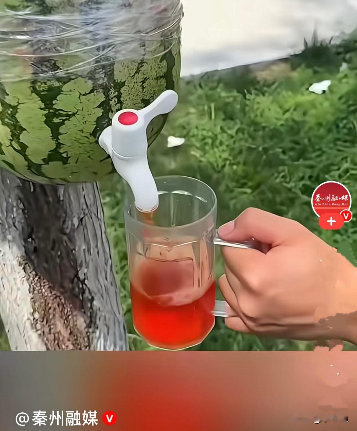 近日，山东临沂一名男子和朋友外出露营，折腾出了一套全网爆火的“树上西瓜饮汁的”操