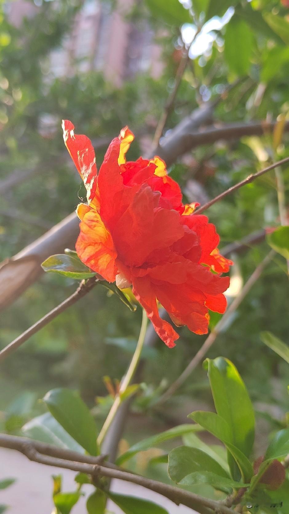 上联:风吹麦浪见初夏，
下联:日暖榴红迎正阳。
上联:平平仄仄仄平仄
下联:仄仄