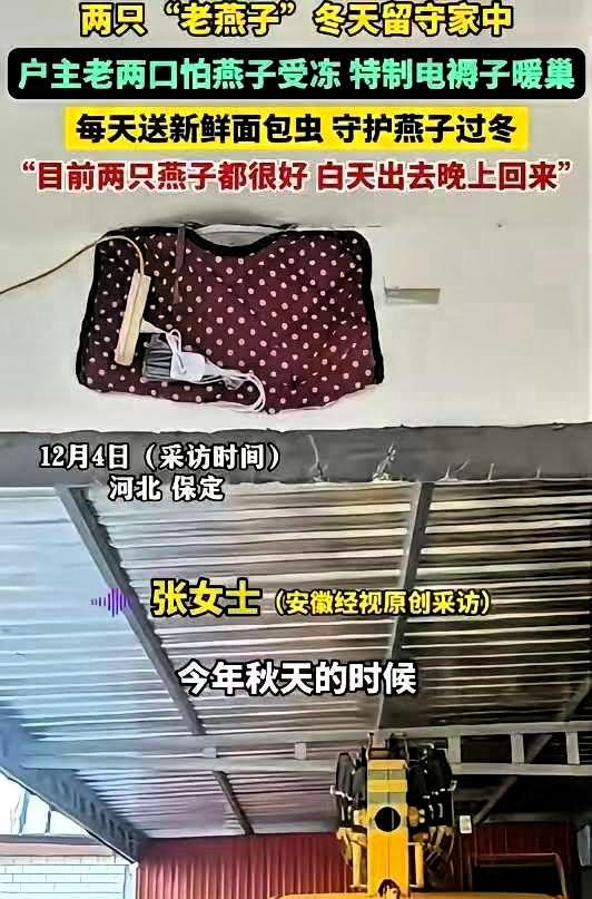 河北，两只 “老燕子” 无力南飞，留户主家过冬。没想到，户主老两口给两只燕子买了