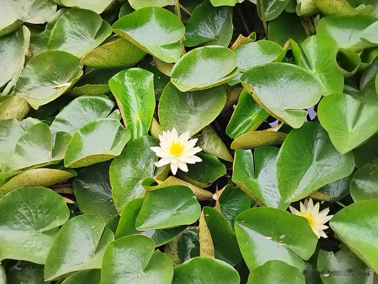 哈哈哈
不出所料
以后学文的孩子
就像这朵小花一样
虽然小
但独特
